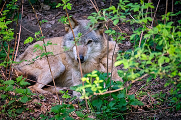 Europäischer Wolf ( Canis lupus ).