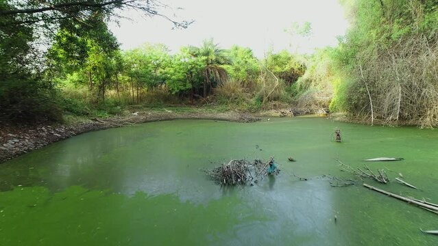 a stagnant green swamp surrounded by palm and bamboo trees