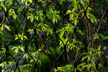 Wavy lattice with curly plants.