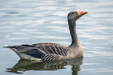 goose on the water