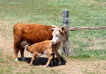 Hereford Cow and Calf