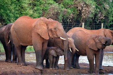 Fototapeta na wymiar Elephant Family in the Wild