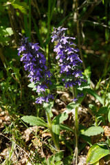Kriechender Günsel (Ajuga reptans) begegnet im Fehlatal auf der Schwäbischen Alb