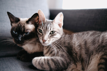 Dos gatos tumbados en el sofá. Uno es siamés y el otro gris atigrado.