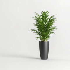 3d illustration of palm in black potted isolated on white background