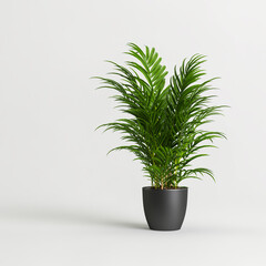 Obraz premium 3d illustration of palm in black potted isolated on white background