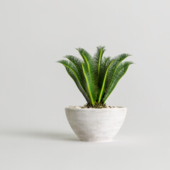 3d illustration of plant in stone potted isolated on white background