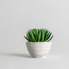 3d illustration of plant in stone potted isolated on white background
