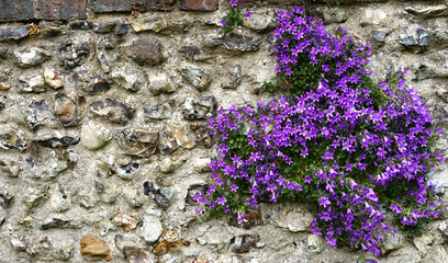 purple flowers growing on old wall