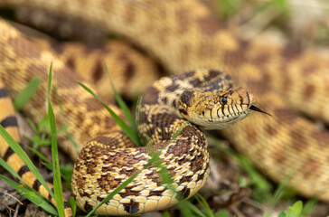 snake in the grass
