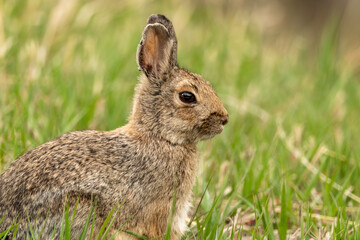 rabbit in the grass