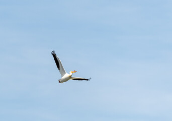 Pelican in flight