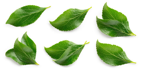 Plum leaf isolated. Plum leaves on white background top view. Green fruit leaves flat lay.  Full...