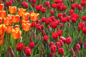 field of blooming red beautiful tulips in the garden