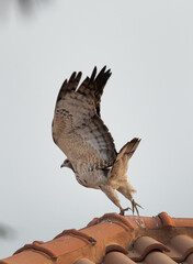 Closeup of a Honey Buzzard takeoff at Jasra, Bahrain
