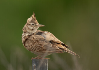 Crested Lark at perched on pipe, Bahrain