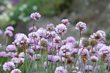 Pink Armeria maritima, or sea thrift, in flower.