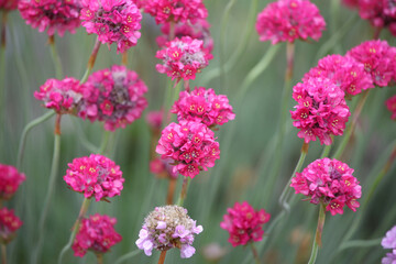 Fototapeta premium Pink Armeria maritima, or sea thrift, in flower.