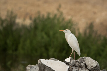 Cattle Egret perched on rubble at Hamala, Bahrain