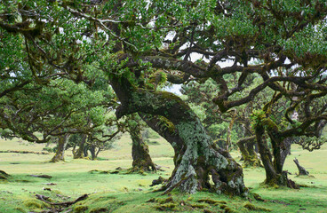 Large tree in Fanal Forest in the Laurisilva national park in Madeira Island. Fanal, the best remaining Atlantic laurel forests, due to its intact nature and ancient trees. UNESCO World Heritage Site.