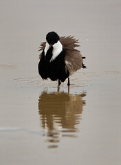Spur-winged lapwing bathing at Hamala, Bahrain