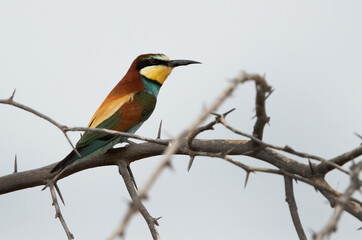 European bee-eater perched on a tree, Bahrain