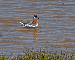 Phalarope at Humboldt Wildlife Refuge Near Fortuna, CA.