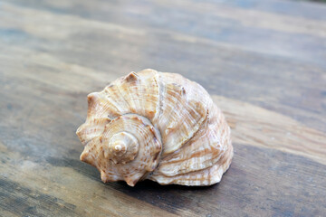 A large seashell of a spiral shape lies on a wooden surface close-up