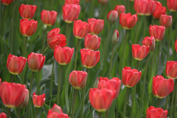 field of blooming red beautiful tulips in the garden