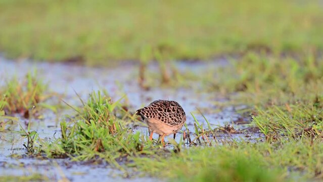 Ruff female resting in wetland looking for food, oxbog, lower saxony, spring, (philomachus pugnax), germany