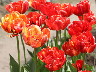 field of blooming red beautiful tulips in the garden