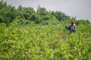 Asian male farmer tanned skin wearing a blue shirt, spray ecological pesticide, pesticides. Farmer spraying toxic pesticides at the kaffir lime tree to take care of it to mature