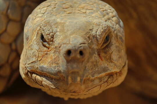 Close-up of the head of a land tortoise
