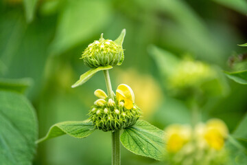 flower in the morning