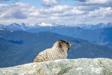 A marmot on the top of Whistler mountain with an astonishing landscape on the background