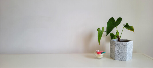 flower in a vase - obrazy, fototapety, plakaty