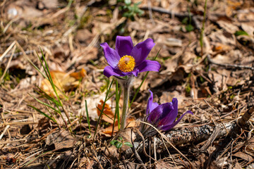 Delicate purple primrose of sleep-grass in the spring forest.
