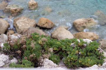 moss on the rocks