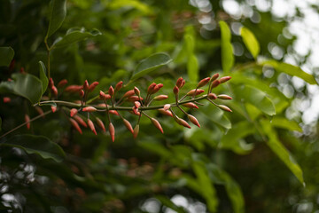 Les fleurs rouges