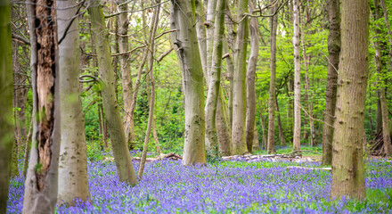 Bluebell Season in spring in an English forest in Northamptonshire, UK