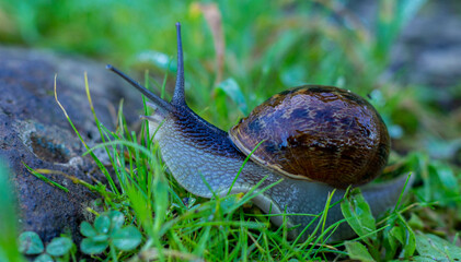 snail on the grass