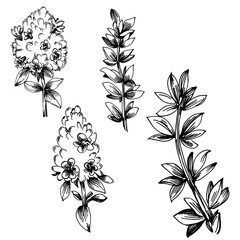 Thyme vector isolated plant with leaves. Herbal engraved style illustration. Detailed organic product sketch.The best for design logo, menu, label, icon, stamp.