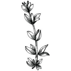 Thyme vector isolated plant with leaves. Herbal engraved style illustration. Detailed organic product sketch.The best for design logo, menu, label, icon, stamp.