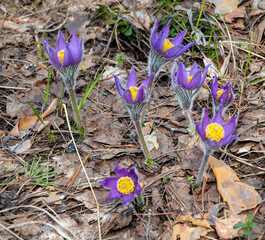 Delicate purple primrose of sleep-grass in the spring forest.