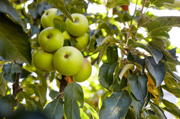 Ripe apples on a tree in a garden. Organic apples hanging from a tree branch in an apple orchard