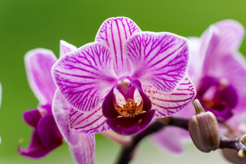 Fototapeta na wymiar A Phalenopsis orchid on a green background