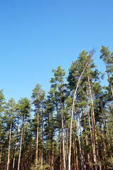 Pine trees against the blue sky. View in to tall pine trees on a summers day