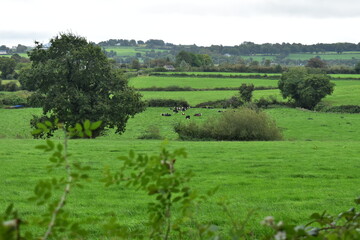 Irish landscape with cows in the distance