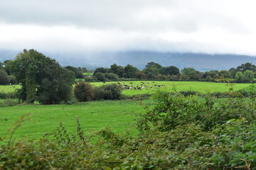 Irish landscape with cows in the distance