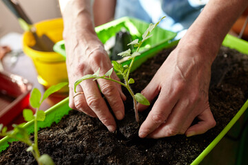 Old man gardening in home greenhouse. Men's hands planting tomato seedlings in the soil, selective focus. Planting and gardening at springtime - obrazy, fototapety, plakaty